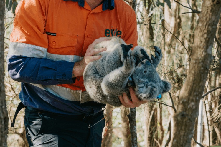 Suzuki Queensland Partners with EVE article gallery image 2